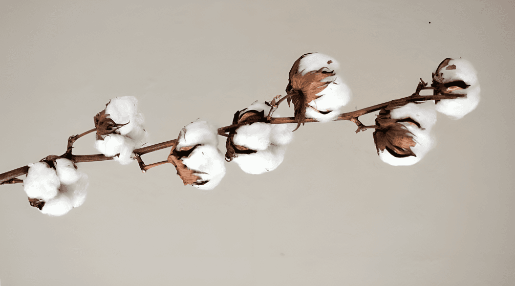 Natural cotton detail representing Modimal fiber choices